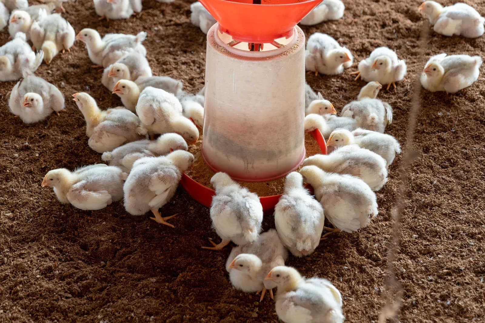 Poulets de chair (ferme)