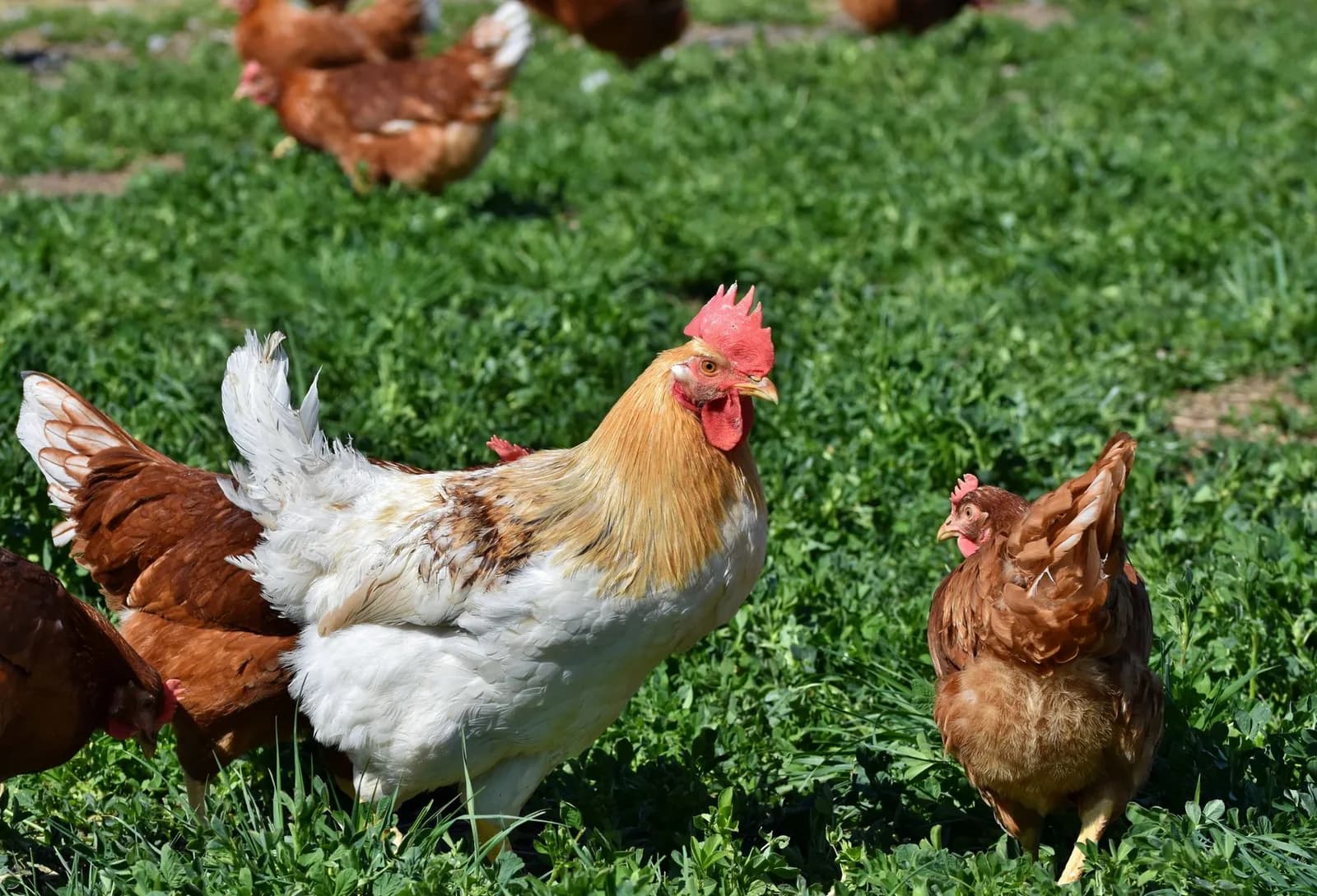 Coqs et poules de race