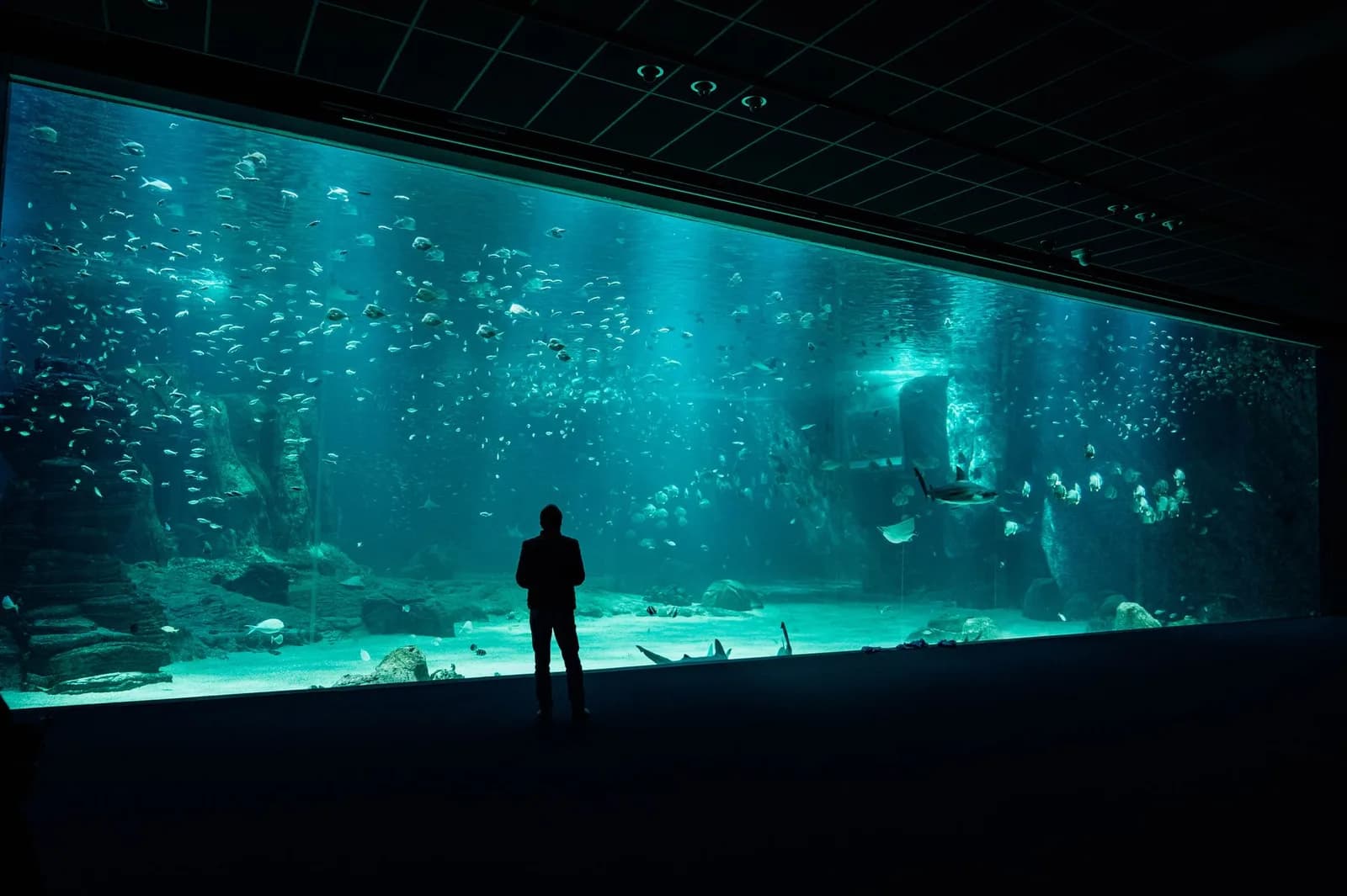 Aquarium complet équipé